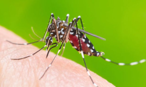 dengue