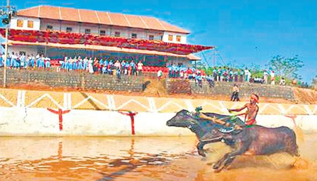 kambala