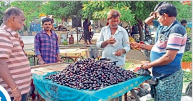 ಮಾರುಕಟ್ಟೆಯಲ್ಲಿ ನೇರಳೆ ಹಣ್ಣಿಗೆ ಹೆಚ್ಚಿದ ಬೇಡಿಕೆ