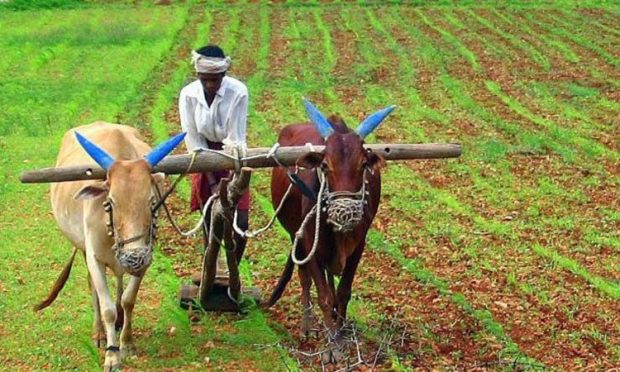 ಪರ್ಯಾಯ ಬೆಳೆಗಳತ್ತ ರೈತರನ್ನು ಸೆಳೆಯಲು ಕೇಂದ್ರದ ಯತ್ನ