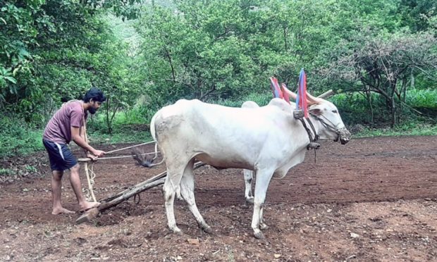 ಮುಂಗಾರು ಆರಂಭಗೊಂಡರೂ ರೈತನನ್ನು ಕಂಗಾಲಾಗಿಸಿದ ಗೊಬ್ಬರ ಕೊರತೆ