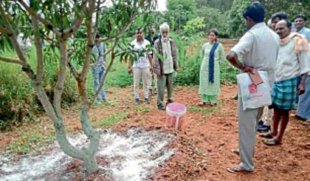 ಮಾವು ಬೆಳೆಗಾರರಿಗೆ ಬೆಳೆ ವಿಮೆ ವರದಾನ