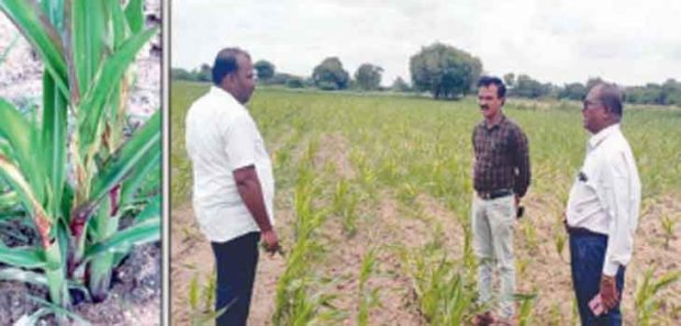 ಗೋವಿನಜೋಳಕ್ಕೆ ಲದ್ದಿ ಹುಳು ಕಾಟ-ರೈತರಲ್ಲಿ ಆತಂಕ