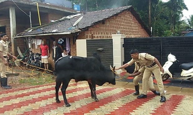 ಸಾಗರ: 10 ಅಡಿ ಆಳದ ಸಂಪಿಗೆ ಬಿದ್ದ ಗೂಳಿಯ ರಕ್ಷಣೆ