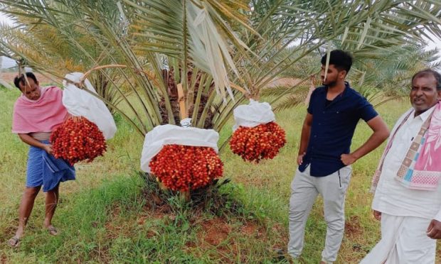 ಸ್ವದೇಶದಲ್ಲಿ ಖರ್ಜೂರ ಬೆಳೆದು ಸೈ ಎನಿಸಿಕೊಂಡ ರೈತ