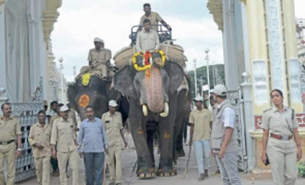 ಗಜಪಡೆಗೆ ಭಾರ ಹೊರುವ ತಾಲೀಮು ; ಮೊದಲ ದಿನವೇ 550 ಕೆ.ಜಿ. ತೂಕ ಭಾರ