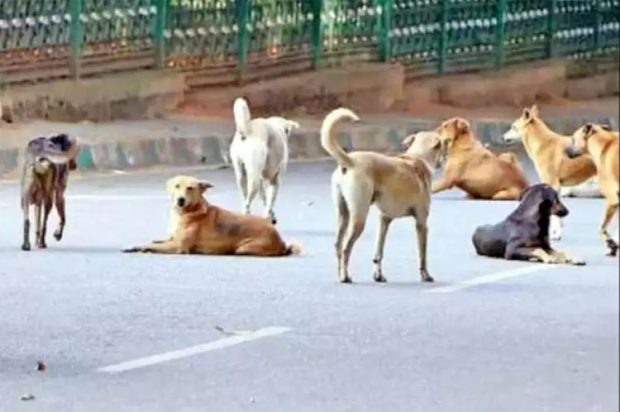 ಮಣಿಪಾಲ: ವಿದ್ಯಾರ್ಥಿನಿ ಮೇಲೆ ಬೀದಿ ನಾಯಿಗಳ ದಾಳಿ; ಬಾಲಕಿಗೆ ಗಂಭೀರ ಗಾಯ: ಆಸ್ಪತ್ರೆಗೆ ದಾಖಲು