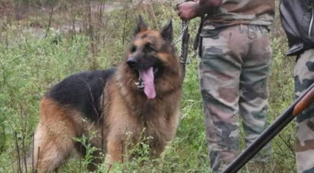 Forest department sniper dog Rana passed away: Cremation with state honors