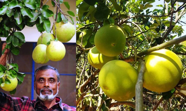 ನರೇಗಾ ಯೋಜನೆ: ಚಕ್ಕೋತ, ನೀಲಿ ದ್ರಾಕ್ಷಿ ಬೆಳೆಯಲು ನೆರವು