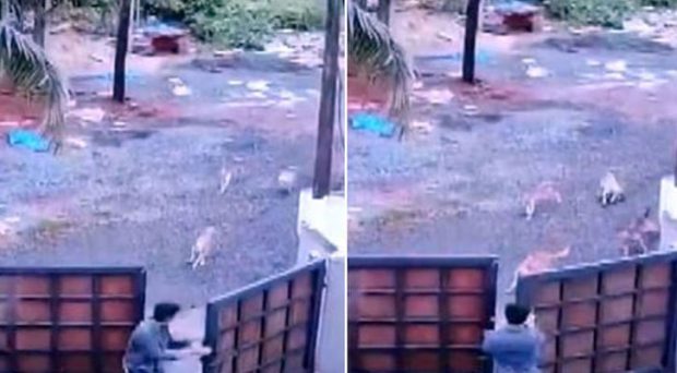 Narrow escape for students after stray dogs chase them