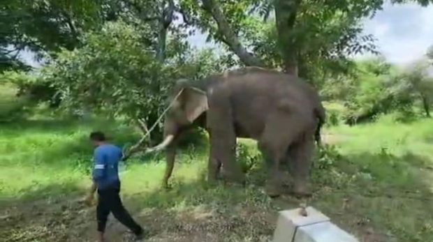 Two elephants in charge to protect cheetahs in Kuno