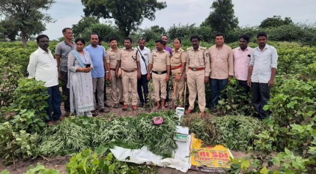 ಮಾನ್ವಿ: ಗಾಂಜಾ ಬೆಳೆ ಪತ್ತೆಹಚ್ಚಿದ ಅಬಕಾರಿ ಇಲಾಖೆ ಅಧಿಕಾರಿಗಳ ತಂಡ