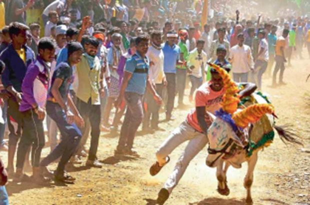 ಇಂದಿನಿಂದ ಸಾಂಪ್ರದಾಯಿಕ ಹೋರಿ ಓಟದ ಸ್ಪರ್ಧೆ ; ಧಮ್‌ ಇದ್ದಾಂವ ದನ ಬೆದರಸ್ತಾನ