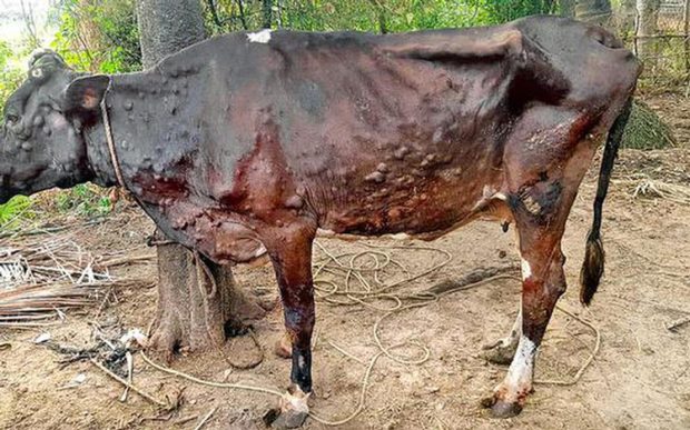 ಉಡುಪಿ ಜಿಲ್ಲೆಯಲ್ಲಿ ಚರ್ಮಗಂಟು ಸೋಂಕು ದೃಢಪಟ್ಟಿಲ್ಲ 