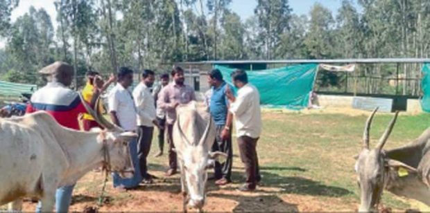 ಗೋ ಶಾಲೆಯಲ್ಲಿ ಹಸುಗಳ ಸಾವು: ಆಕ್ರೋಶ