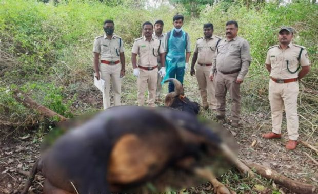 ಗುಂಡೇಟಿಗೆ ಕಾಡೆಮ್ಮೆ ಬಲಿ: ಆರೋಪಿಗಳ ಪತ್ತೆಗೆ ಬಲೆ ಬೀಸಿದ ಅಧಿಕಾರಿಗಳು