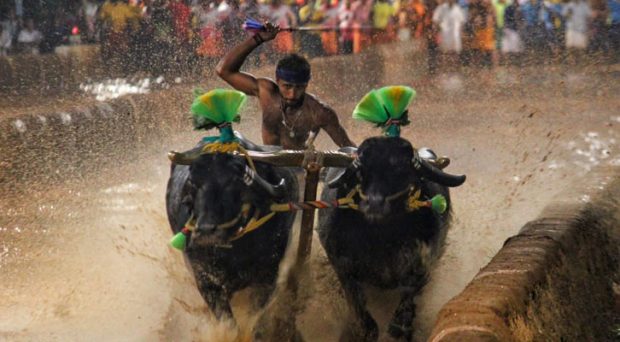 ಬಾರಾಡಿ ಬೀಡು ಸೂರ್ಯ-ಚಂದ್ರ ಜೋಡುಕರೆ ಕಂಬಳದ ಫಲಿತಾಂಶ