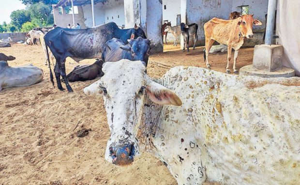  ಅನ್ನದಾತರ ಮೇಲೆ ಚರ್ಮಗಂಟು ಪ್ರಹಾರ; ಯಾವ ಜಿಲ್ಲೆಗಳಲ್ಲಿ ಪರಿಸ್ಥಿತಿ ಹೇಗಿದೆ ? ಇಲ್ಲಿದೆ ಮಾಹಿತಿ…