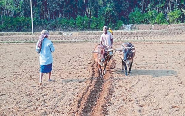 ನೆಲಗಡಲೆ ಬಿತ್ತನೆಗೆ ಅಡ್ಡಿಯಾದ ಅಕಾಲಿಕ ಮಳೆ: ಕೆಲವೆಡೆ ಬಿತ್ತನೆ ಆರಂಭ