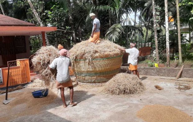 ಮರೆಯಾಗುತ್ತಿದೆ ತಿರಿ ಕಟ್ಟುವ ಸಂಪ್ರದಾಯ: ಭತ್ತ ಸಂರಕ್ಷಣೆಯ ಪರಿಣಾಮಕಾರಿ ವಿಧಾನ