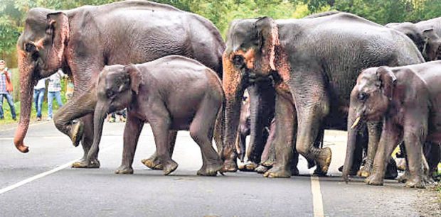 ಮನುಷ್ಯ-ಕಾಡಾನೆಗಳ ಸಂಘರ್ಷದ ಅಸಲಿಯತ್ತೇನು? ಎಂಬುದರ ವಿವರ ಇಲ್ಲಿದೆ..