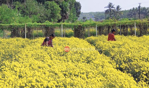 ಹೆಮ್ಮಾಡಿ ಸೇವಂತಿಗೆ ಹೂವು: ಉತ್ತಮ ಇಳುವರಿ; ಧಾರಣೆ ಇಳಿಮುಖ: ಬೆಳೆಗಾರನಿಗೆ ಸಿಹಿ-ಕಹಿ!