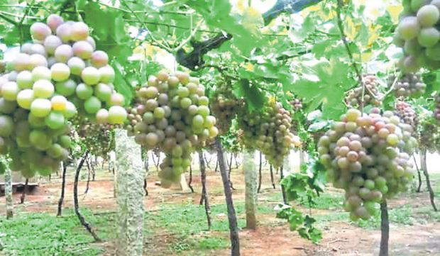 ರೈತರ ಕೈಹಿಡಿದ ತರಕಾರಿ, ಹೂ-ಹಣ್ಣು