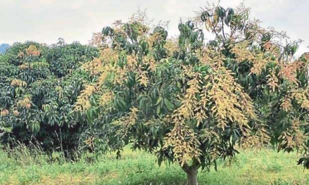 ಮಾವು ಬೆಳೆ ವಿಮೆ: ತಾಲೂಕಿನಲ್ಲಿ ಅಧಿಕ ಪಾವತಿ