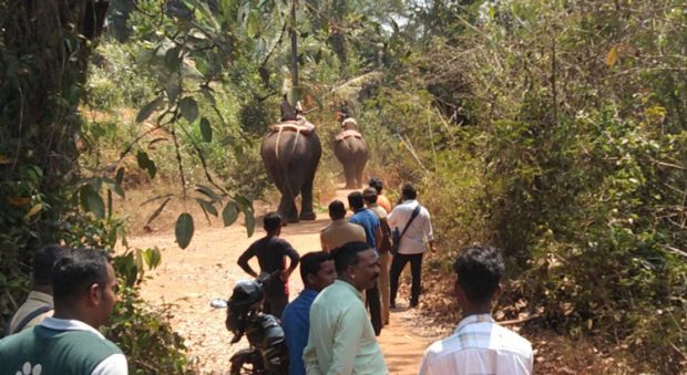 ಮುಂದುವರಿದ ಕಾಡಾನೆ ಸೆರೆ ಕಾರ್ಯಾಚರಣೆ: ಕಾಣಿಸಿದರೂ ತಪ್ಪಿಸಿಕೊಂಡ ಕಾಡಾನೆ!