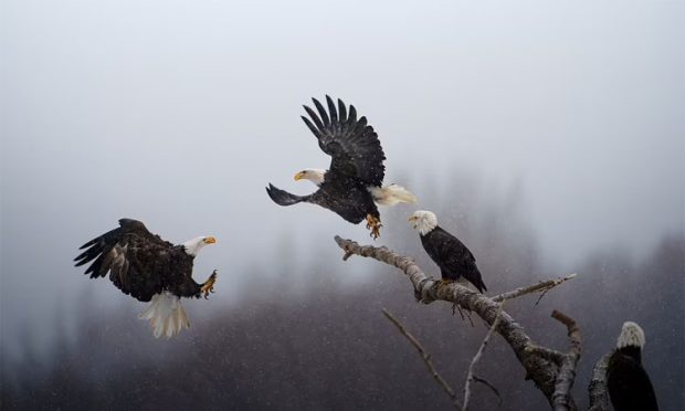 dance of the eagle