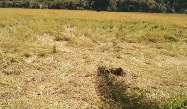 ಮುಂದುವರಿದ ಕಾಡಾನೆ ಹಾವಳಿ: ಭತ್ತದ ಗದ್ದೆ ನಾಶ