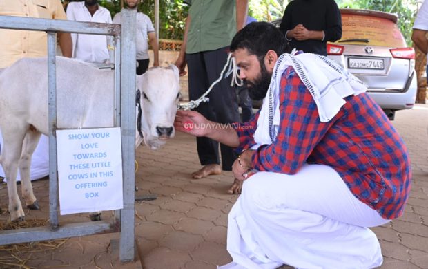 ಶಿವಪಾಡಿಗೆ ಚಿತ್ರನಟ ರಕ್ಷಿತ್‌ ಭೇಟಿ: ಪುಂಗನೂರು ಗೋವುಗಳನ್ನು ಮುದ್ದಾಡಿದ ನಟ