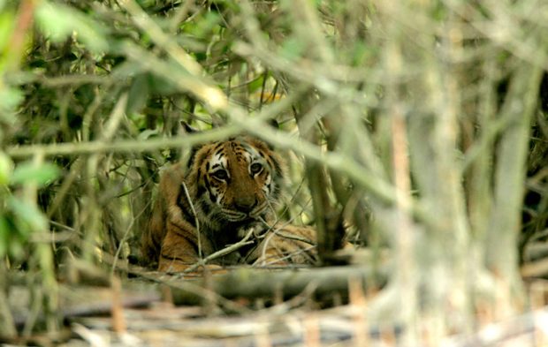 tigerಮಡಿಕೇರಿ: ತೋಟದಲ್ಲಿ ಕಾಡುಕೋಣವನ್ನು ಬೇಟೆಯಾಡಿದ ವ್ಯಾಘ್ರ