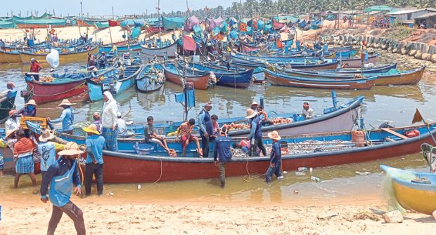 Gangolli -Maravanthe; ಮೀನುಗಾರರಿಗೆ ಬೂತಾಯಿ ಸುಗ್ಗಿ