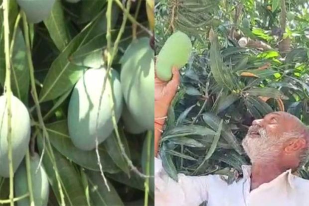 Mango Tree: ಒಂದೇ ಮಾವಿನ ಮರದಲ್ಲಿ 14 ಬಗೆಯ ಮಾವಿನ ಹಣ್ಣುಗಳು…ಧಾರಿ ಗ್ರಾಮದ ರೈತನ ಸಾಧನೆ…