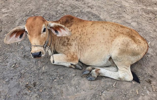 ಜಾನುವಾರುಗಳಲ್ಲಿ ಕಂದು ರೋಗ ನಿಯಂತ್ರಣಕ್ಕೆ ಲಸಿಕೆ