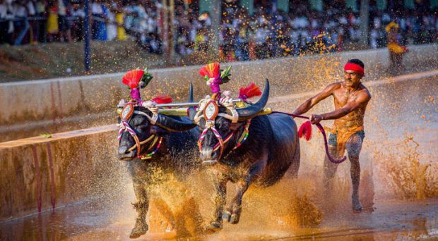 “ಕಂಬಲ ನನ ದುಂಬುಲ…”: ಜನಪದ ಕ್ರೀಡೆಗೆ ಬಿಗ್ ರಿಲೀಫ್; ಆದರೆ ಷರತ್ತುಗಳು ಅನ್ವಯ