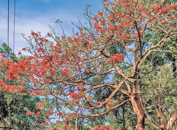 ಮಧುವಣಗಿತ್ತಿಯಂತೆ ಸಿಂಗಾರಗೊಂಡ “ಗುಲ್‌ಮೊಹರ್‌’