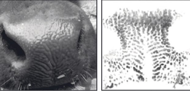 ಮನುಷ್ಯರ ಬೆರಳಚ್ಚಿನಂತೆ ದನಗಳ ನಾಸಿಕ ಮಾದರಿ: ಪಶು ಆಧಾರ್‌ ಯೋಜನೆಗೆ ಮತ್ತಷ್ಟು ನಿಖರತೆ