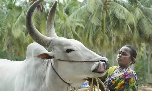 ದೇವಸ್ಥಾನದ ಉತ್ಸವದ ವೇಳೆ ಗೂಳಿ ದಾಳಿ: ಪೊಲೀಸ್‌ ಪೇದೆ ಸೇರಿ ಇಬ್ಬರು ಮೃತ್ಯು