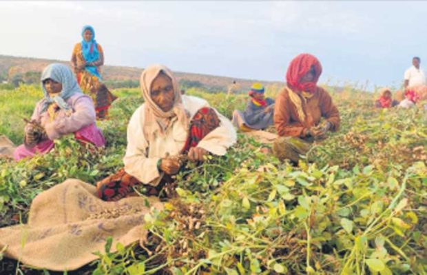 Backwater agriculture; ಹಿನ್ನೀರ ಕೃಷಿ ಬರದಲ್ಲೂ ಬಾಗಲಕೋಟೇಲಿ ಭರಪೂರ ಬೆಳೆ!