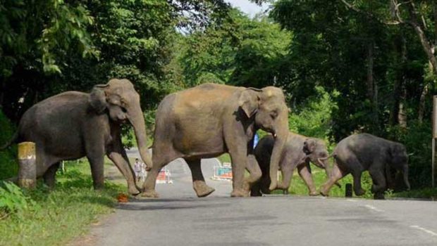 Sakleshpur: 40 ಕಾಡಾನೆ ಪ್ರತ್ಯಕ್ಷ; ಗ್ರಾಮಸ್ಥರಲ್ಲಿ ಆತಂಕ