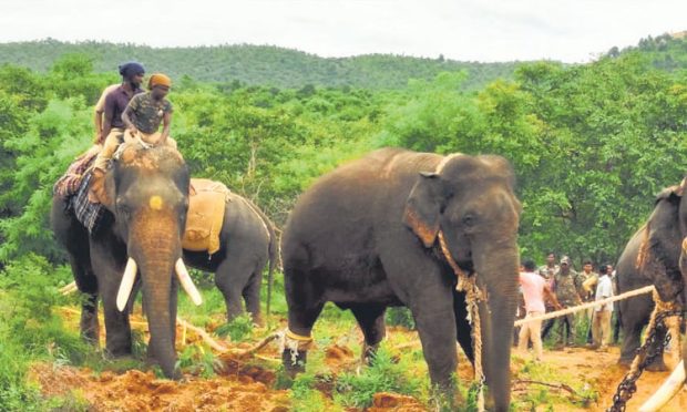 ಕಾಡಾನೆ ಸೆರೆ ಸಮಸ್ಯೆಗೆ ಪರಿಹಾರವೇ?