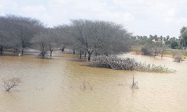 ಬನ್ನಿಮಂಗಲ ಕೆರೆಯಲ್ಲಿ ಕೊಕ್ಕರೆಗಳ ಕಲರವ