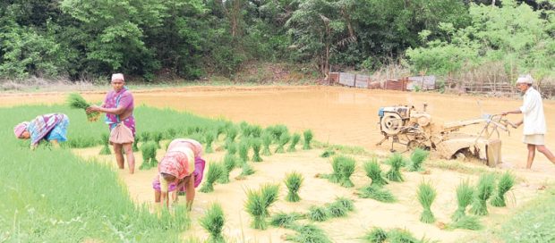 ಚೌತಿಯಂದು ತೆನೆ ವಿತರಿಸಲು ನಾಟಿ ಆರಂಭ