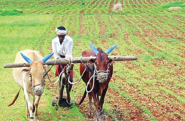 ರೀ, ಸ್ವಲ್ಪ ಇಲ್ನೋಡಿ..!‌ಕೃಷಿ ಬೆಳಕು; ರೈತರ ಪಾಲಿನ ಹೊಂಬೆಳಕು