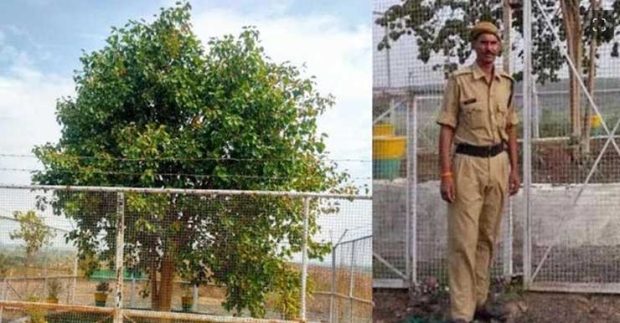 VVIP Tree;ಇದು ಭಾರತದ ಮೊದಲ VVIP ಮರ…ಈ ಪವಿತ್ರ ಮರದ ಭದ್ರತೆಗೆ ವರ್ಷಕ್ಕೆ 12 ಲಕ್ಷ ಖರ್ಚು!