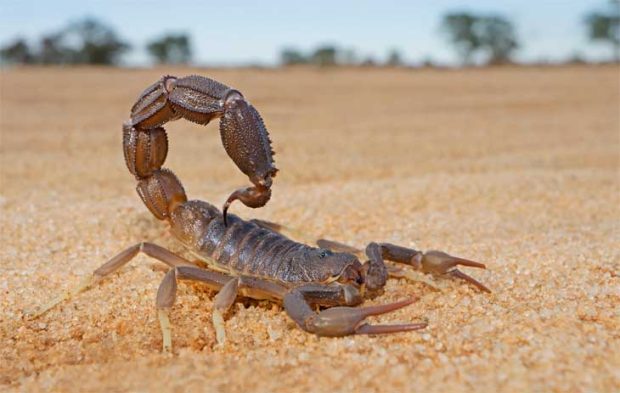 Scorpion; ವರ್ಷ ಪೂರ್ತಿ ಆಹಾರ ಇಲ್ಲದೇ ಇದ್ದರೂ ಬದುಕಬಲ್ಲದು ಈ ಚೇಳು!