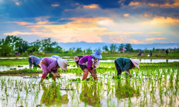 PADDY FARMERS