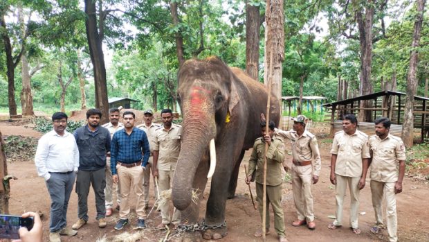 ದಾವಣಗೆರೆ: ಪುಂಡಾನೆಯನ್ನು ಪಳಗಿಸುವಲ್ಲಿ ಸಕ್ರೆಬೈಲು ಆನೆ ಬಿಡಾರ ಮಾವುತರು ಯಶಸ್ವಿ